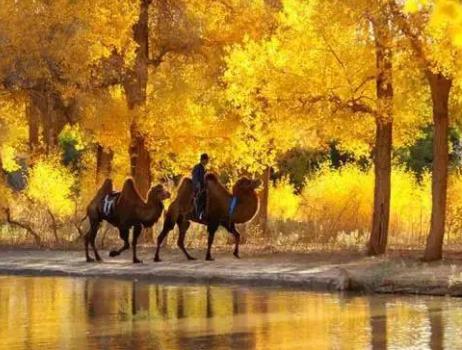 The Diverse-Leaf Poplar Forest in Luntai: Heroic Trees in the Desert