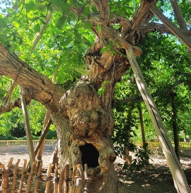 King of Walnut Trees