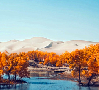 Diverse-Leaf Poplar Forest01.jpg Diverse-Leaf Poplar Forest01.jpg