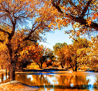 Diverse-Leaf Poplar Forest.jpg Diverse-Leaf Poplar Forest.jpg
