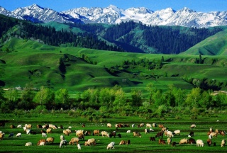 Naraty Grassland.jpg Naraty Grassland.jpg