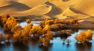 Poplar Forest.png Poplar Forest.png