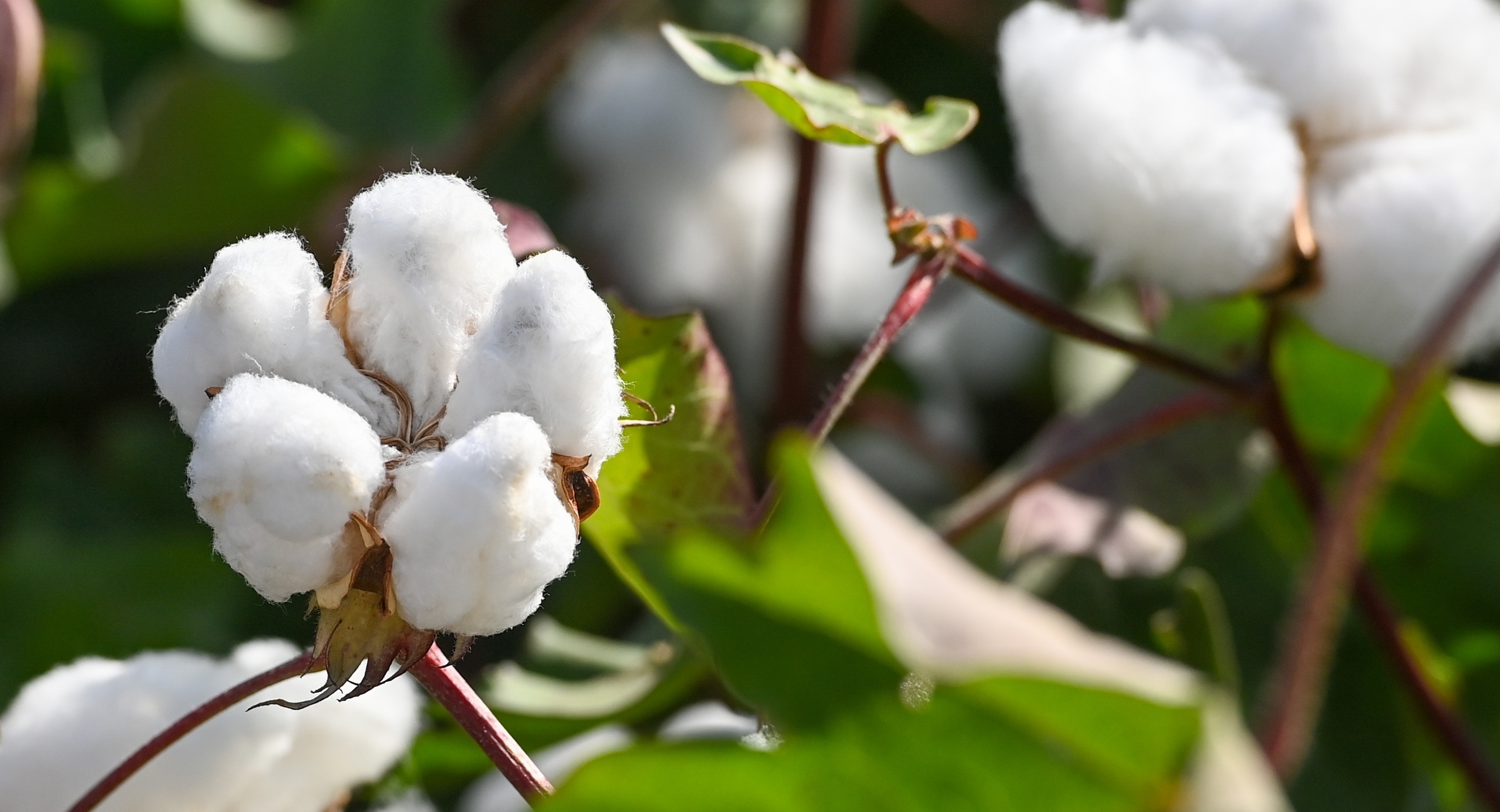 The 'White Gold' on the Ancient Silk Road