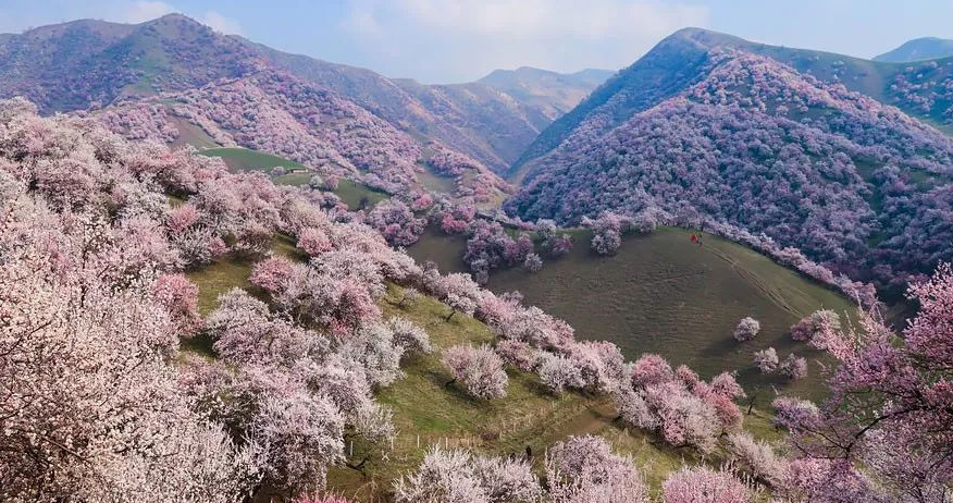 Tuergen Apricot.png Tuergen Apricot.png