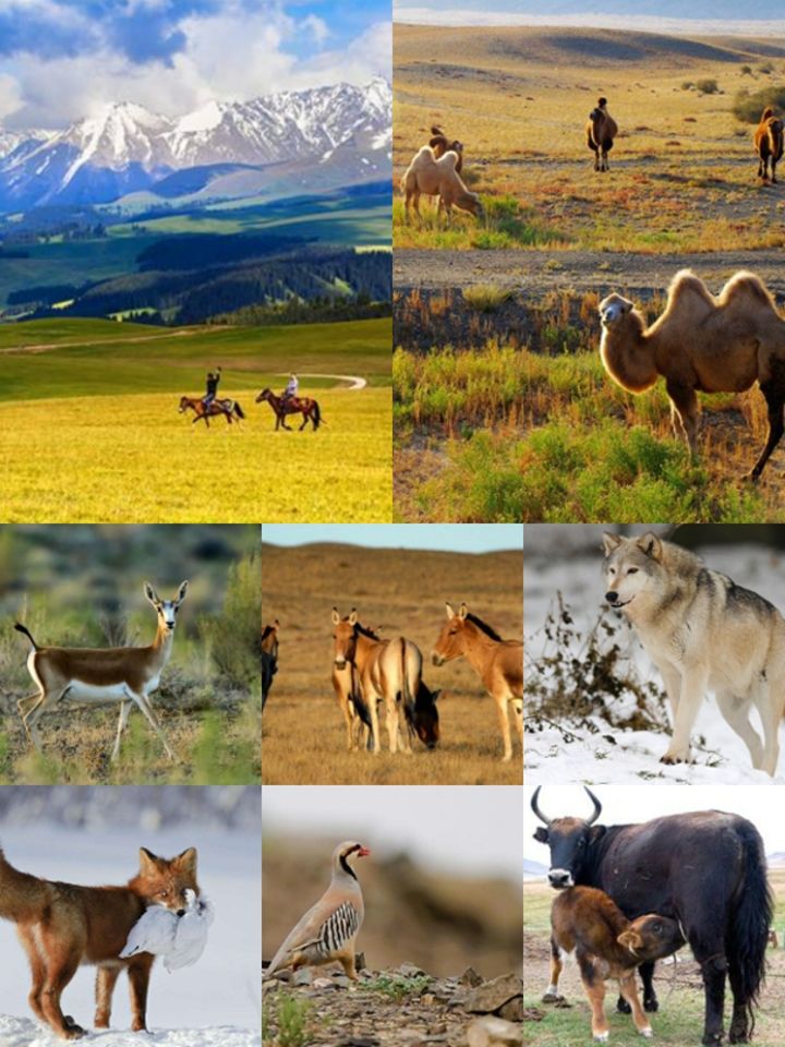 kalamaili.jpg kalamaili.jpg