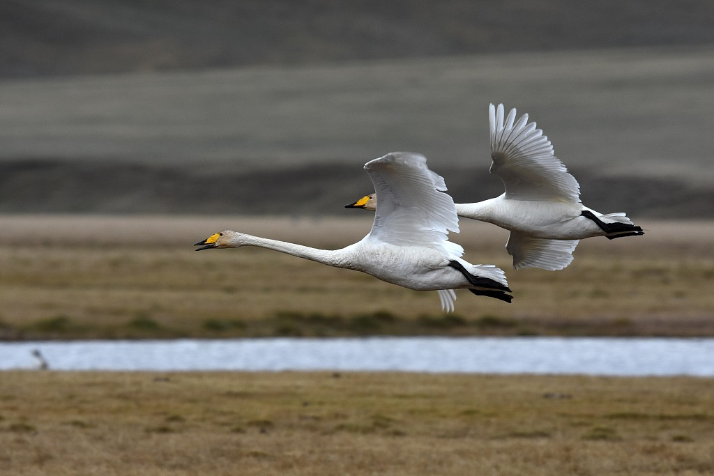 bayanbulak-3.jpg bayanbulak-3.jpg