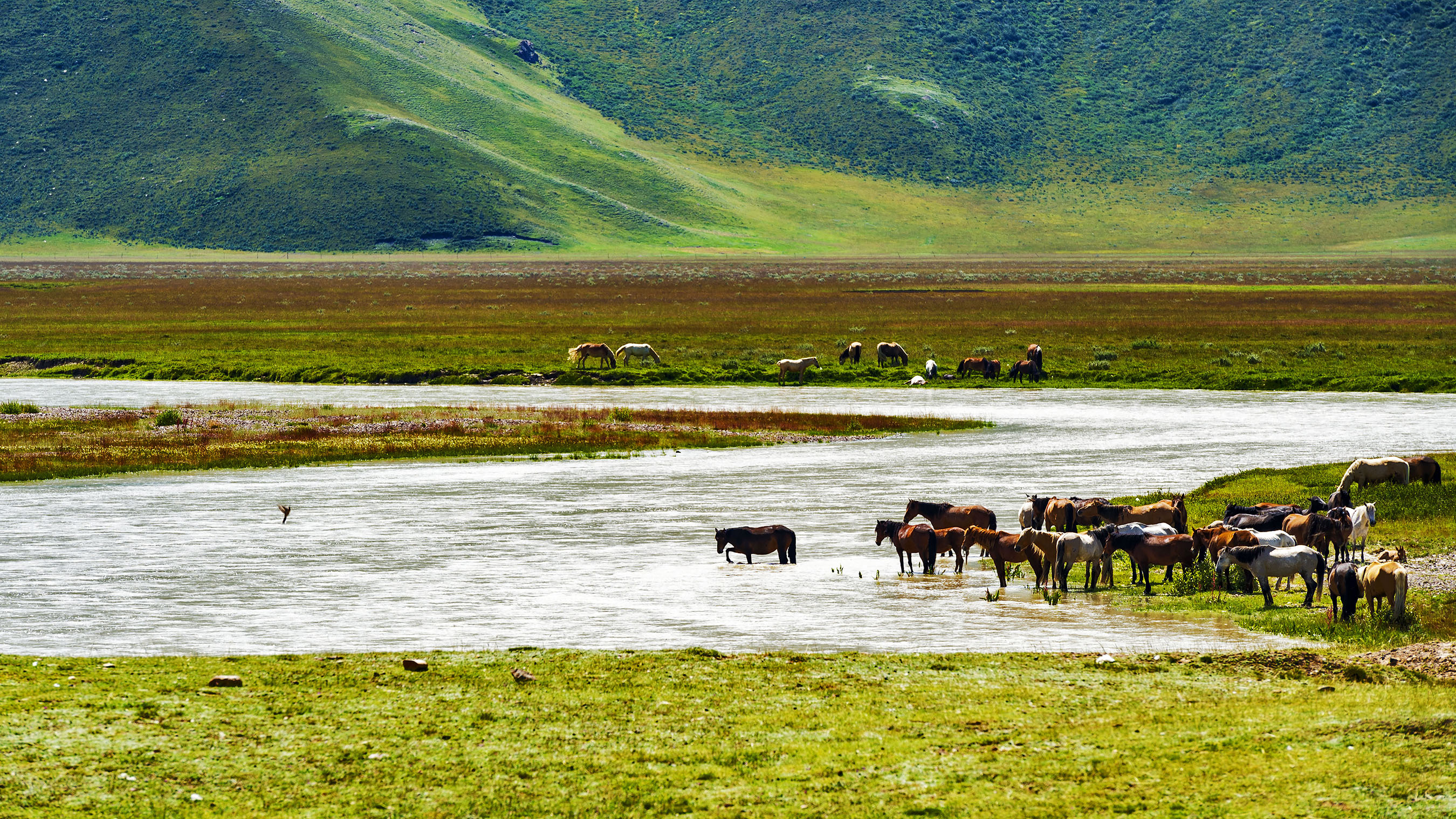 Nalati.jpg Nalati.jpg