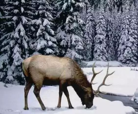 wild-animal.jpeg wild-animal.jpeg